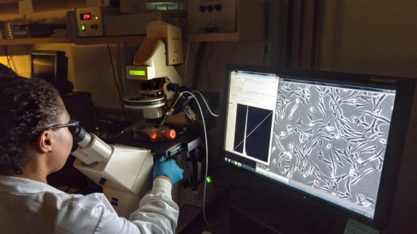 Researchers in professor Gary Whittaker’s lab view lab-grown cells through a microscope. 