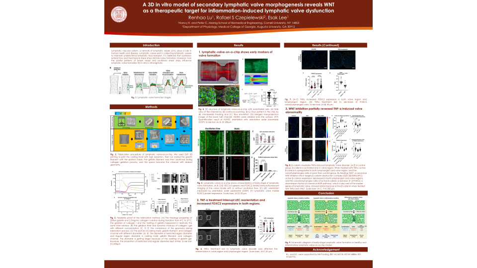 A 3D in vitro model of secondary lymphatic valve morphogenesis reveals WNT as a therapeutic target for inflammation-induced lymphatic valve dysfunction